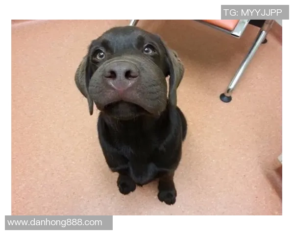 米美洲与桑托斯的激烈对决展现足球魅力与团队精神的巅峰对抗